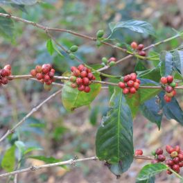 Ethiopia Kayon Mountain Taaroo