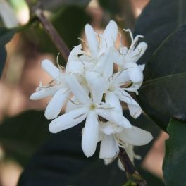Guatemala Acatenango Gesha