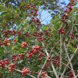 Guatemala San Diego Buena Vista Bourbon