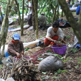 Guatemala FTO Honey Process Chuacús