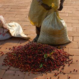 India Ratnagiri Estate AB