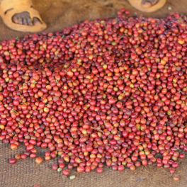 Kenya Nyeri Ichamama Peaberry