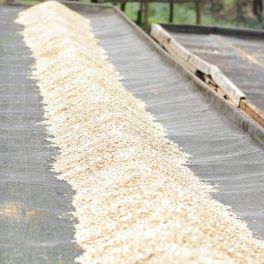 Kenya Muranga Kangunu Peaberry