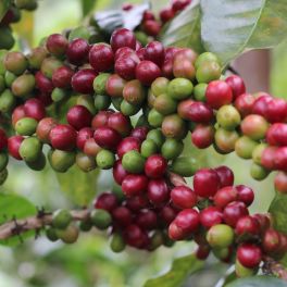 Peru Chirinos Las Pirias