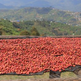 Rwanda Dry Process Kivu Kageyo