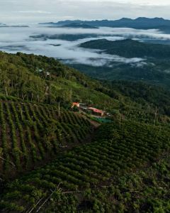 An aerial shot of the neatly planted rows of coffee at  Finca Rosita farm in Caranavi, Bolivia.