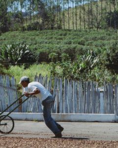 A worker uses a wheeled rake to turn the dry process coffee as it dries on the cement patio (this is not Alto da Serra).
