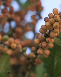 Yellow coffee cherries ripen at a South Minas farm. This is from Carmo area, not Machado, which we have not visited.