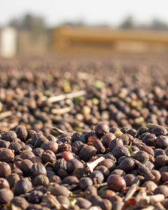 Coffee cherries dry on a cement patio in Mogiana region. This is "dry process" coffee, where the cherry is left intact with the seed while drying.