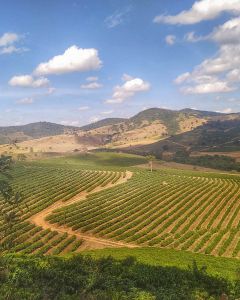Neatly planted rows of coffee shrubs at the São José farm, run by Andréia Moreira, Sul de Minas, Brazil.