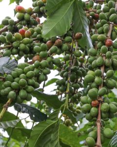 Coffee cherries ripening from green to red at a coffee farm in Murambi hill.