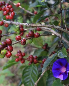 Red coffee cherries ripen on a shrub in Buesaco, Nariño.