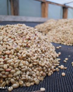 Small piles of honey process coffee that were recently moved to the drying beds where they will be spread to a thin layer to dry.