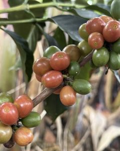 Pink bourbon ripening at a Huila coffee farm during our last visit.