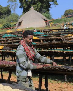 A worker turns the drying coffee cherries at the Goro site in Guji.