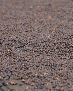 Dry process coffee cherries drying on raised beds at the Gerba Doku site in Guji, Ethiopia. Dry process Gerba Doku makes up almost half of this blend.