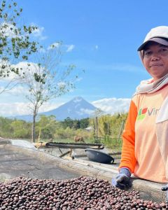 Sorting out defects from the robusta naturals on  raised beds in Manggarai area, Flores.