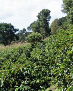Rows of green coffee plants with bronze tipped leaves at a farm in La Paz, Honduras.