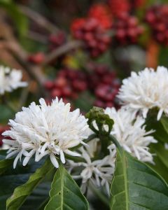 Large "pom pom" shaped flowers bloom on a Robusta plant in Chikmagalur region. These are much larger than Arabica flowers.