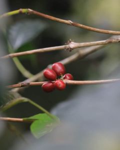 Red coffee cherries are ripe and ready to be picked at a farm near Gunung Papandayan, Garut, Java Sunda.