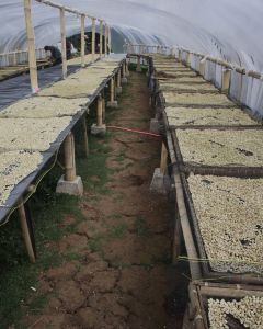 A drying room where wet process coffee dries on raised beds. Java Sunda region.