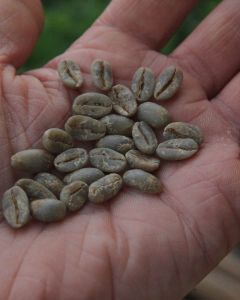 The dark green hue of wet hulled coffee at a processing site in West Java ("Sunda").