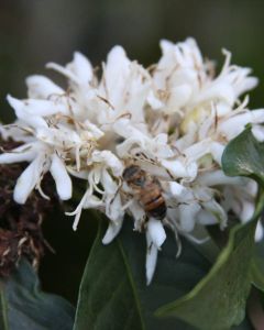 A honey bee collects nectar from a coffee flower at a Nyeri farm.
