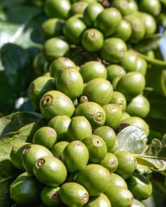 Green coffee cherries crowd the branch of this shrub at a coffee farm in Nyeri (not Nduma).