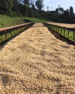 Long, raised drying tables filled with wet parchment coffee at Gathaithi Factory, Nyeri, Kenya.