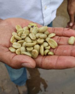 Olman Valladarez, from Cafetalera Buenos Aires, holds out a handful of green Maracaturra coffee seeds straight from the washing channels, and before drying on raised beds. Dipilto, Nicaragua.