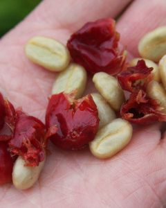 A photo of Gesha seeds pulped from cherries at a farm in Panama, not Peru. This is meant to give you an idea of their unique shape.