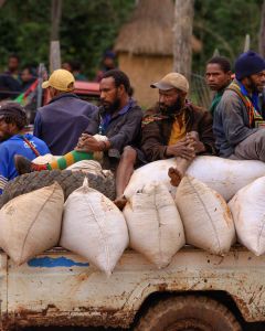 Workers deliver their harvested coffee cherries by truck in Baroida, Eastern Highlands.