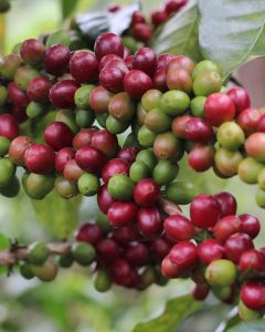Coffee cherries ripen at a farm in Las Pirias, Chirinos District.