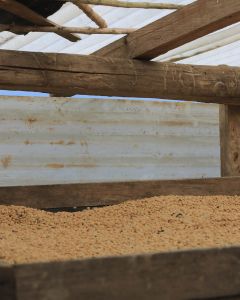 Coffee dries on raised beds in San Ignacio region.