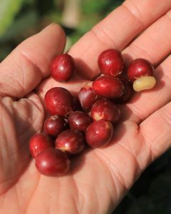 Ripe red coffee cherry pulled from the delivery tanks at Gitwe station during a 2024 visit. Nyamasheke, Rwanda.