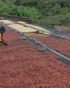 Workers sort defects and unripe coffee from the cherries drying on raised beds at Gitwe, Nyamasheke, Rwanda.
