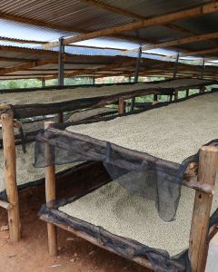 Coffee dries on raised beds under the protection of a cover at Migoti wet mill, where Masenga is processed. Migoti, Burundi.