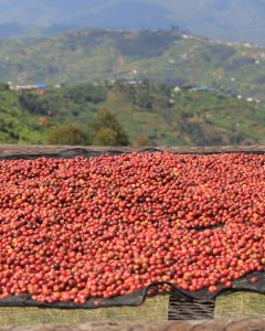 Whole cherries dry on raised beds made of wood and mesh at the Kagyo site, Rwanda.