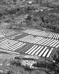 A photo of the Gatare green coffee washing station in Nyamasheke shows nearly 100 raised drying beds onsite, all will be full during the harvest peak. Gatare, Rwanda.