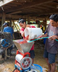 Processing coffee cherries in small pulpers at a site in Tana Luwu, Sulawesi.