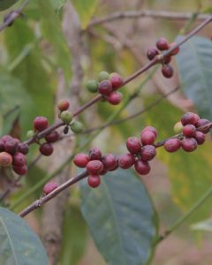 A bourbon coffee plant with ripening cherries at a Tanzanian coffee farm.