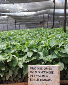 Young Catimor plants grow under a shade canopy at the Kateshi estate in Zambia's Kasama region.