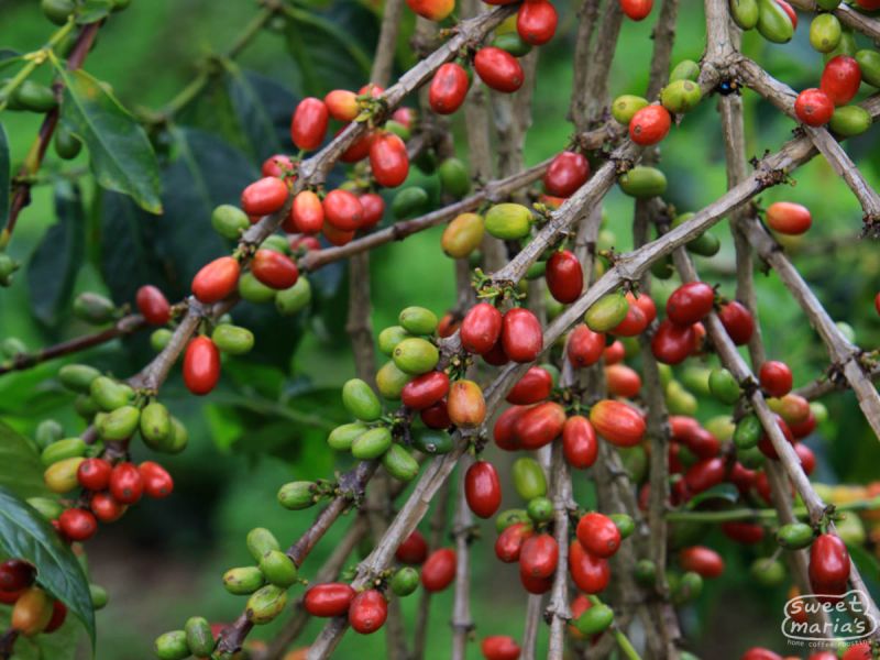Sumatra Aged Gayo - 5 Year Vintage