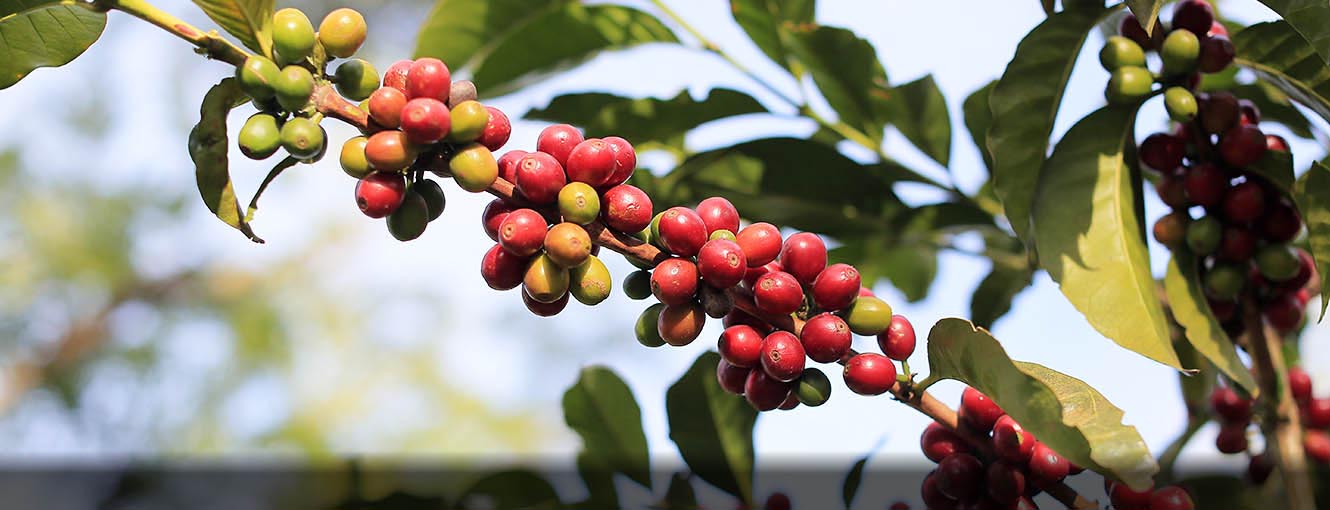 Coffee fruit near Antigua, Guatemala. Take a look at our Guatemalan green coffee offerings.