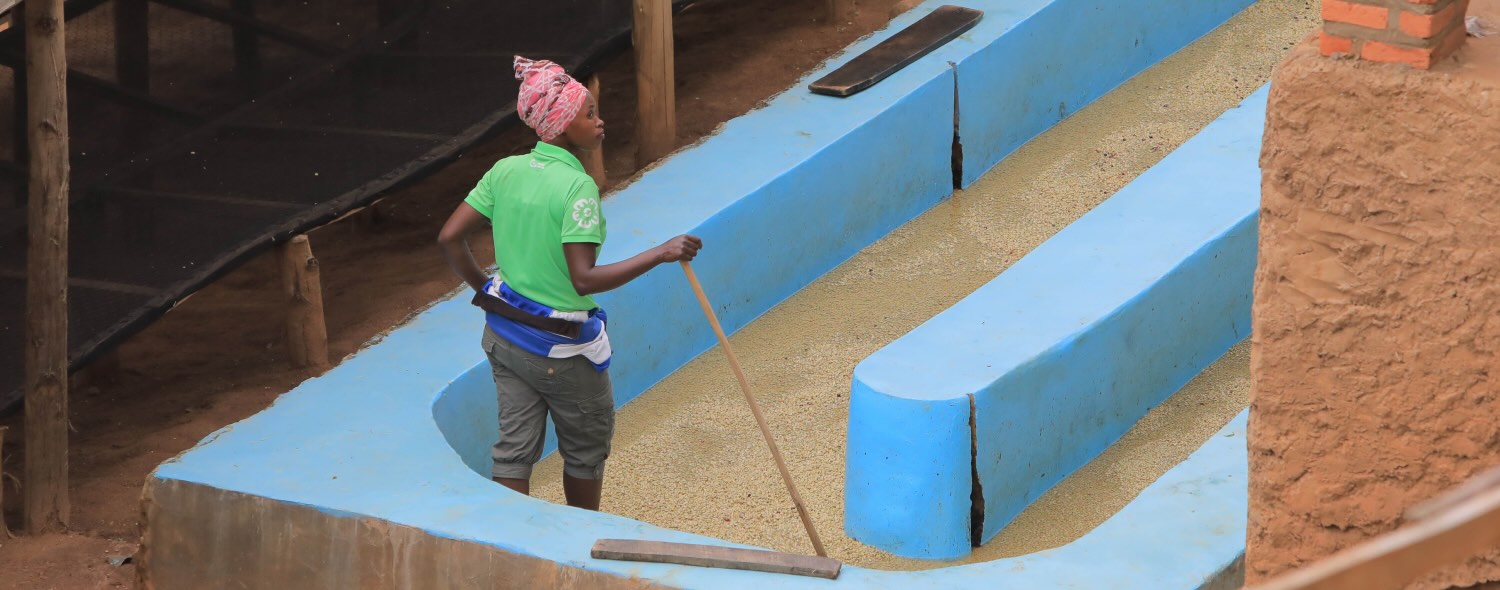 Washing through the channels at Gitwe Station in Rwanda. Find out what coffees are on the way via the latest Green Coffee Outlook.