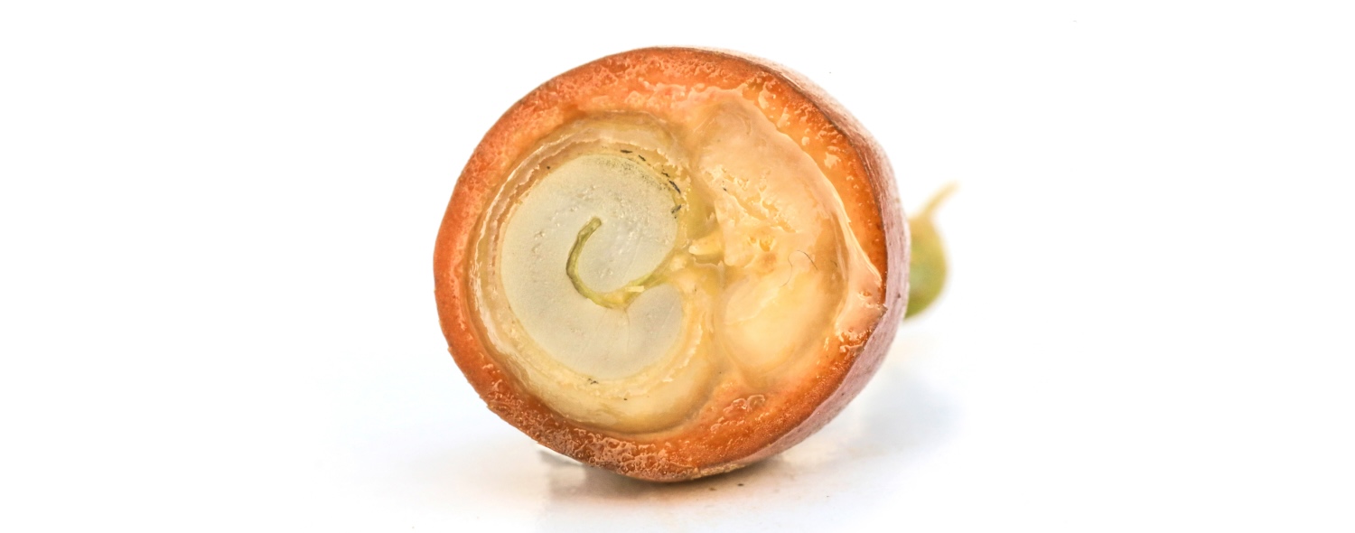 A peaberry seed still in the coffee cherry. Find more cross-sections in our Coffee Library.