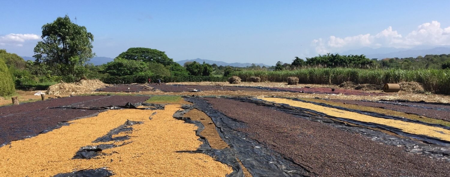 Drying natural and honey processed coffee on tarps in Costa Rica. Shop our Dry Process coffees.